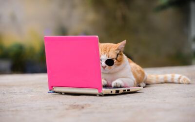 Como combatir el phishing con bots y gatitos